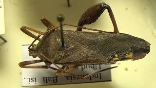 Unusual Tropical bugs from Indonesia Hemiptera family Pentatomidae amp Coreidae Insects Collection [upl. by Hieronymus]