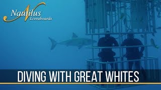 Diving with Great White Sharks [upl. by Engedus]