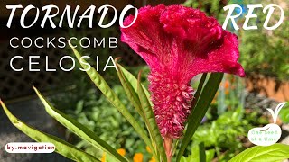 How to Grow Tornado Red Celosia Cockscomb [upl. by Annod]