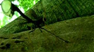 Ichneumon Wasp making a deposit with very long ovipositor into tree trunk [upl. by Arriec]