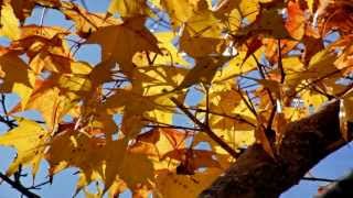 Glazunov  The Seasons Op67 Autumn：Petit Adagio [upl. by Simmons10]