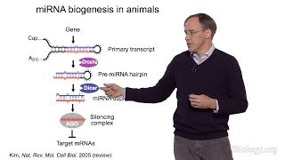 David Bartel Whitehead InstituteMITHHMI Part 1 MicroRNAs Introduction to MicroRNAs [upl. by Nessa]