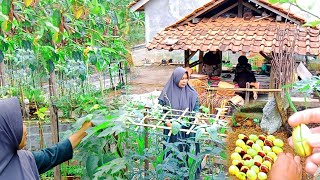 Memetik Daun Kacang Panjang Untuk Lalapan  Sepi Jengkol Dengan Media Tanah [upl. by Ientruoc]