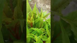 Celosia Plant ll Cocks Comb shorts shortvideo  My Green Side [upl. by Icart539]