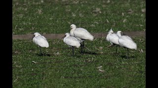 ヘラサギ（Eurasian Spoonbill）とクロツラヘラサギ（Blackfaced Spoonbill）の群れの行進‼ [upl. by Karrie]