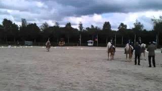 Ontspoorde haflinger hengst uit zijn plaat [upl. by Taima348]