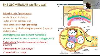 Secondary Glomerular Disease [upl. by Clyve]