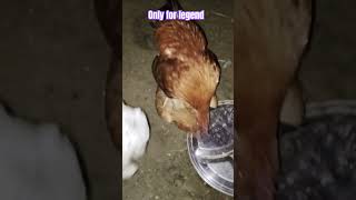 Hen lover shots short bctharu hen pets birds animals fun cat dogs shortsfeed funny the [upl. by Jephum]