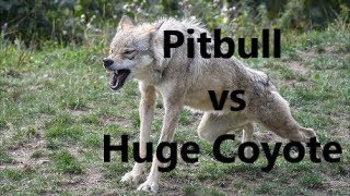 Pitbull Dog vs Huge Coyote Fight  WHO WINS   REAL ATTACK [upl. by Toolis691]