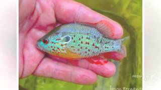 Lepomis humilis aquarium fish [upl. by Allenad425]