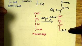 Fatty acid biosynthesis [upl. by Marge]