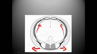 Thoracolumbar fascia biomechanics [upl. by Aneelahs412]