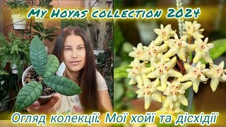 Огляд колекції Мої хойї та дісхідії ч1 My Hoyas collection 2024 [upl. by Sada]