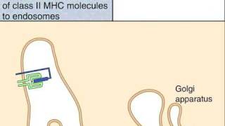 The Class II MHC Pathway of Antigen Presentation [upl. by Berti]