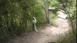 Verreauxs sifaka [upl. by Anaul102]