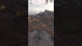 fishing at chenab River multan [upl. by Canica]