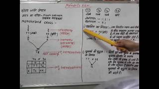 Mendels Law in hindi  मेंडल के नियम हिंदी में [upl. by Nostets752]