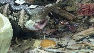 Gaboon viper giving birth [upl. by Yenal]