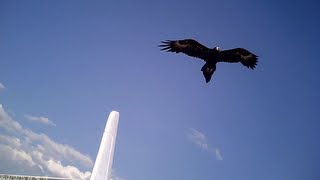 Wedge Tailed Eagles ATTACK Parkzone Radian Glider Aerobatics Filmed with 16 808 camera [upl. by Ixela171]