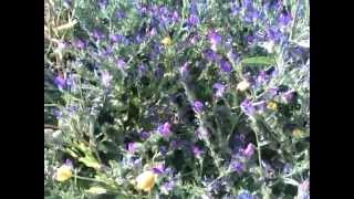 Bees on the Echium plantagineum [upl. by Vogel]