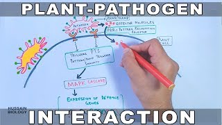 Plant Pathogen Interaction  Signalling [upl. by Lichtenfeld]