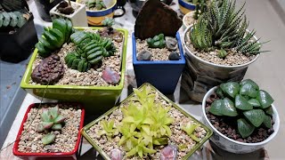 HAWORTHIA  How to Repot amp Propagate [upl. by Dowlen146]