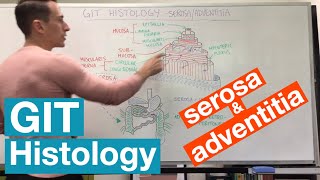 Serosa and Adventitia  GIT Histology [upl. by Tera512]