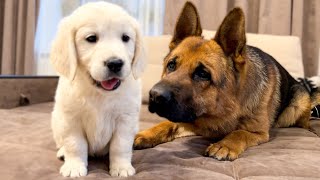 German Shepherd Meets Golden Retriever Puppy for the First Time [upl. by Mathi]