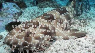 The Wobbegong shark  extended version [upl. by Relyhs]