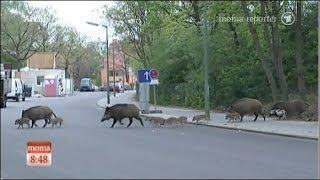 Wildschweine entern die Hauptstadt Berlin [upl. by Enelrihs]