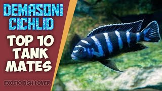 Demasoni Cichlid Top 10 Tank Mates exoticfishlover Demasonicichlid [upl. by Eisler733]