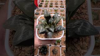 Haworthia Correcta Kejin Variegated haworthia plants garden [upl. by Kallman129]