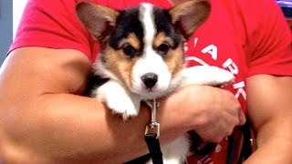 CORGI PUPPY Comes Home  Gatsbys First Day [upl. by Nnyl]