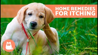 7 HOME REMEDIES for ITCHING in DOGS ✅ Do They Stop a Dog Scratching [upl. by Anayk]