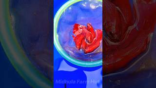 എല്ലാത്തിനേയും കുപ്പിലാക്കി  guppy  Platy  Betta  fish guppy aquarium shorts fighterfish [upl. by Nnylacissej]