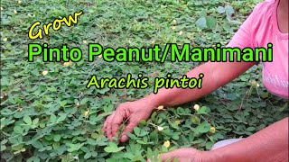 Growing Pinto peanutGrass peanutManimani  Arachis pintoi [upl. by Sotsirhc]