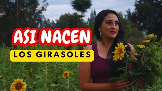 LOS GIRASOLES  Así nace una de las FLORES más HERMOSAS [upl. by Sexela]