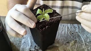 Transplanting Pinguicula plant and leaf pullings [upl. by Kenelm]