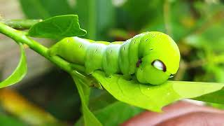 Green Worm is Eating Leaf I Oleander Hawk Moth Caterpillar [upl. by Ainotahs628]