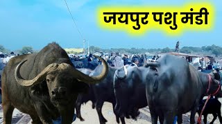 13 जनवरी 2024 pashu mandi jaipur  jaipur dairy farm  jaipur hatwara Narendraprajapat777 [upl. by Ylebmik]