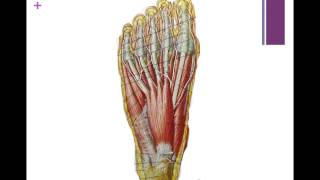 Plantar Fascia Anatomy [upl. by Lyris]