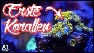 Einsteiger Korallen für Meerwasser Aquarium  AquaOwner [upl. by Ninos473]