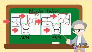 ADN y ARN características y diferencias [upl. by Laon38]