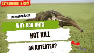 Why Can Ants Not Kill An Anteater [upl. by Ib786]