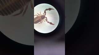 Pseudoscorpion is a Strong Predator Did You Know 09august2022 [upl. by Hudis]