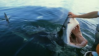 Great White Shark encounters that will TERRIFY you [upl. by Elatia]