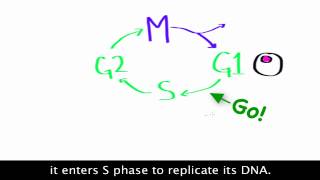 The Cell Cycle [upl. by Notsa]