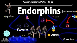 Endorphins Mechanisms of Action Animation [upl. by Alexandros940]