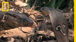 Cobra vs Monitor Lizard  National Geographic [upl. by Alleciram300]