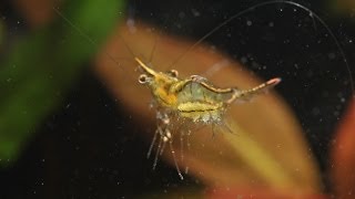 Caridina gracilirostris reproduction in aquarium [upl. by Nortal]